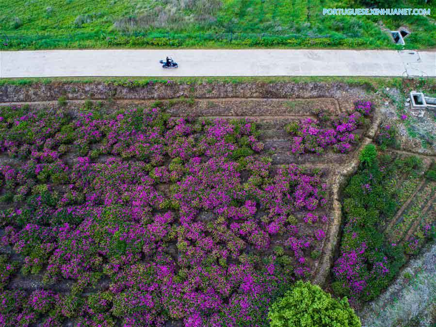 Flores de azaleia florescem em Zhejiang