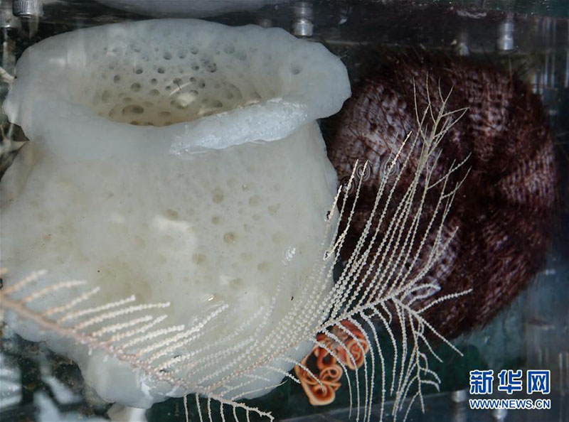 Submersível Jiaolong recolhe com sucesso amostras das profundezas do Mar do Sul da China