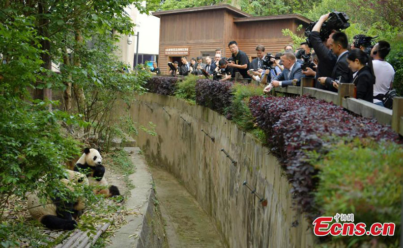 Primeiro-ministro dinamarquês visita reserva de pandas em Chengdu