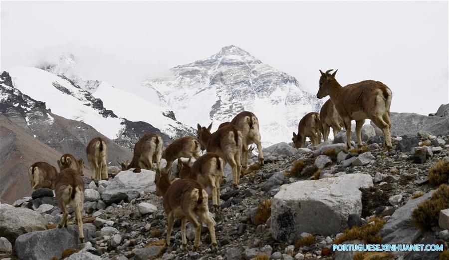 Cenário do Monte Qomolangma na fronteira entre China e Nepal