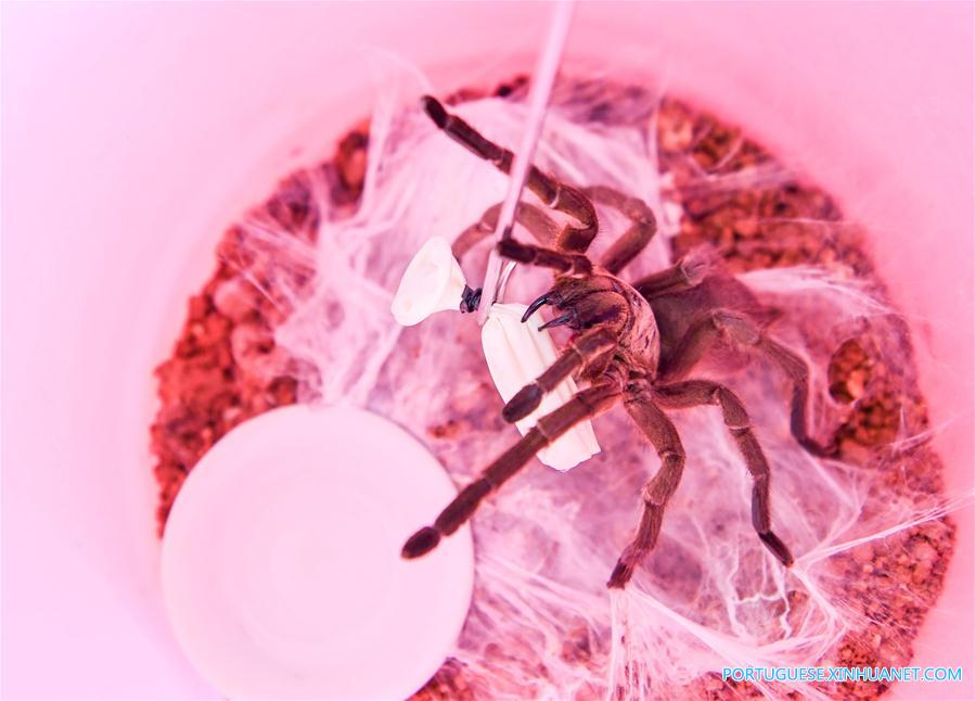 Criação de aranhas alivia pobreza em vila do sul da China