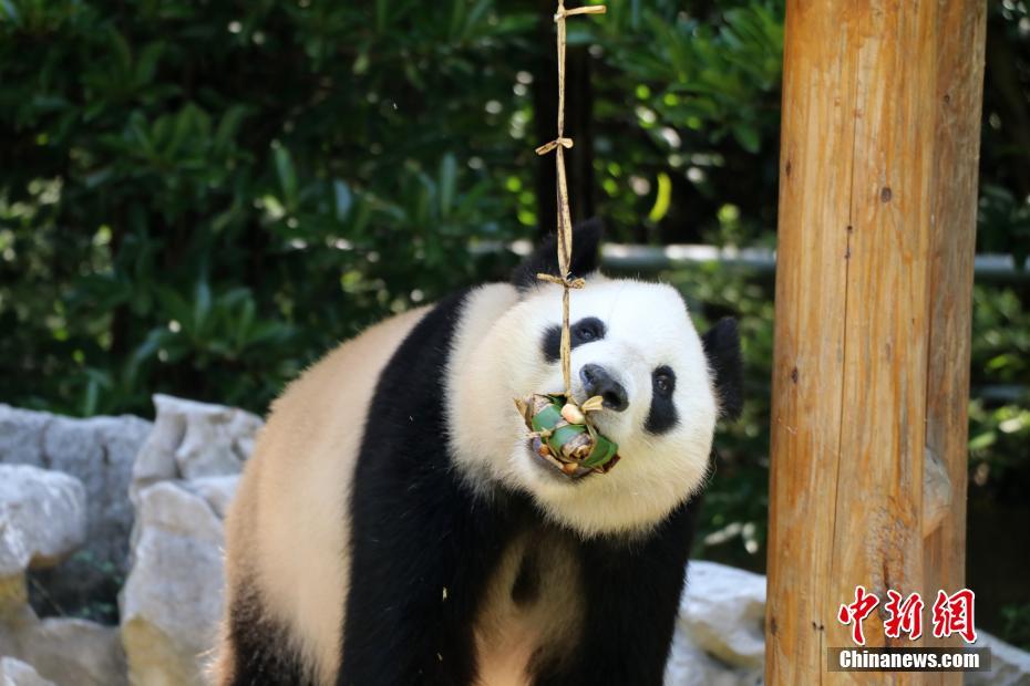 Panda gigante de Yangzhou comemora Festival do Barco-Dragão com petisco tradicional