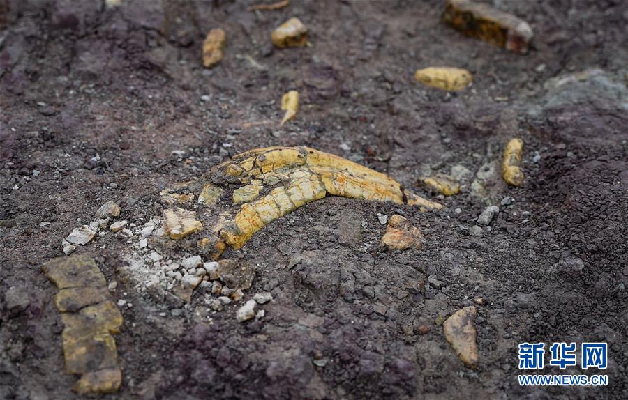 Fósseis de dinossauros do período Cretáceo encontrados na cidade de Yanji em Jilin