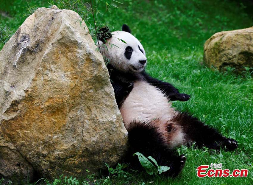 Dois pandas gigantes são apresentados ao público na Holanda
