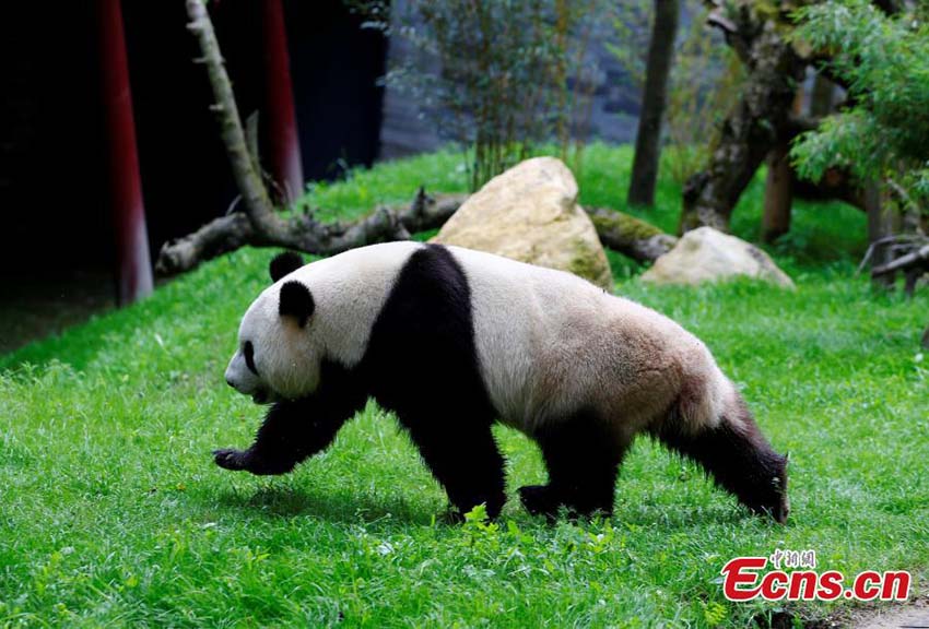 Dois pandas gigantes são apresentados ao público na Holanda
