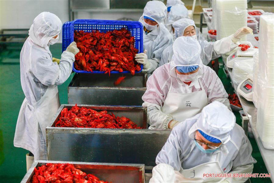 Valor anual de produção de lagostas na China ultrapassa 1,47 bilhões de dólares