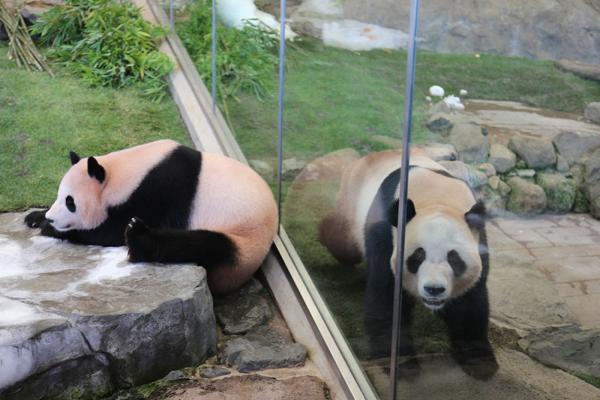 Três pandas gigantes criados no Japão retornam à China