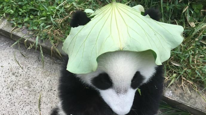 Insólito: Pandas vestem chapéus customizados para combater temperaturas elevadas