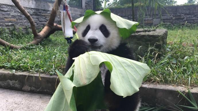 Insólito: Pandas vestem chapéus customizados para combater temperaturas elevadas