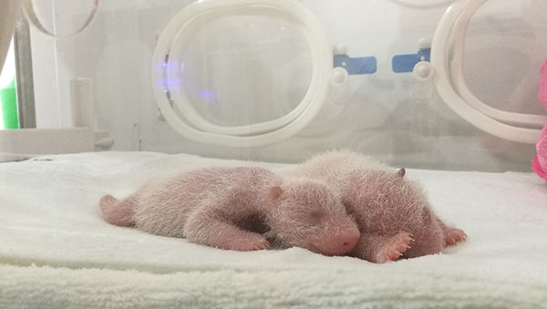 Três pandas nascem no noroeste da China