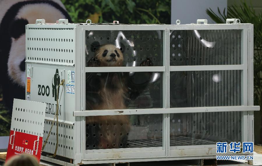 Pandas gigantes chegam a Berlim