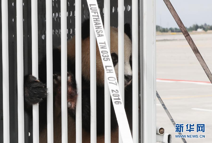 Pandas gigantes chegam a Berlim