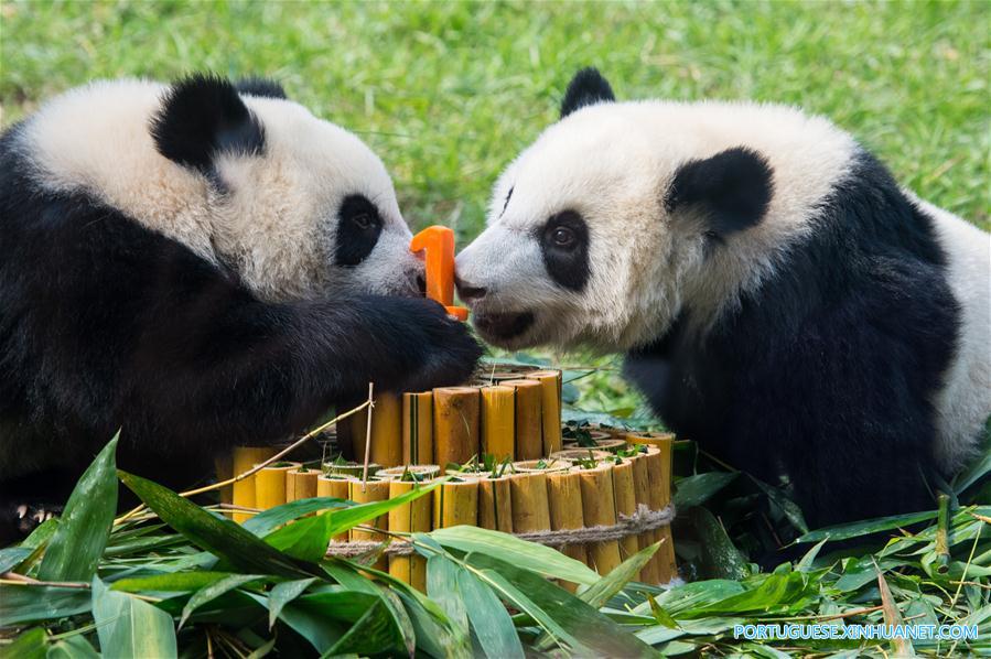Filhotes gêmeos de panda em Macau celebram 1º aniversário