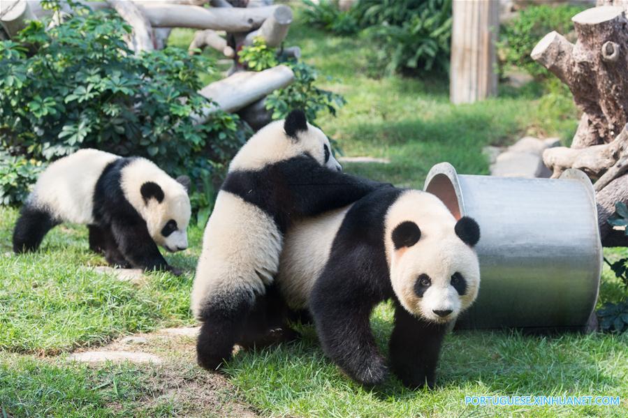 Filhotes gêmeos de panda em Macau celebram 1º aniversário