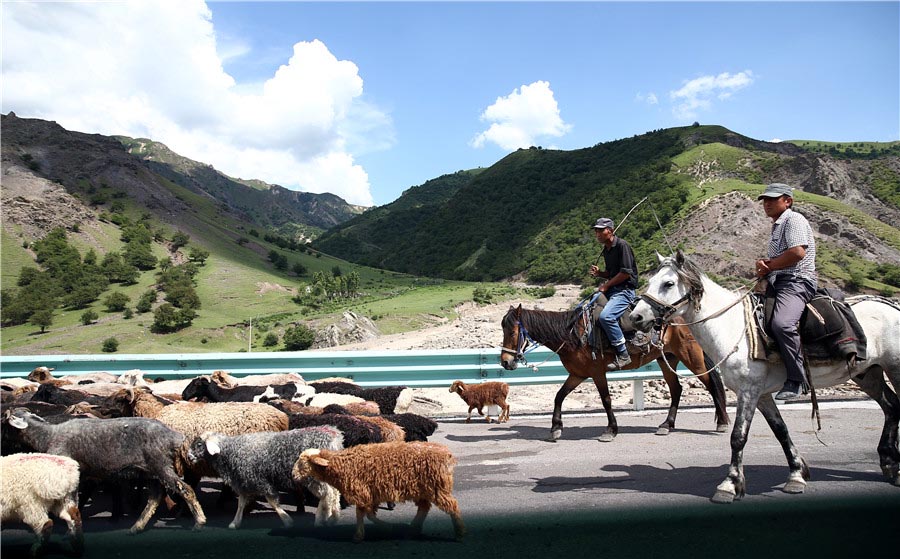 Pastores de Xinjiang usam autoestrada ao longo de trilho milenar para conduzir rebanhos
