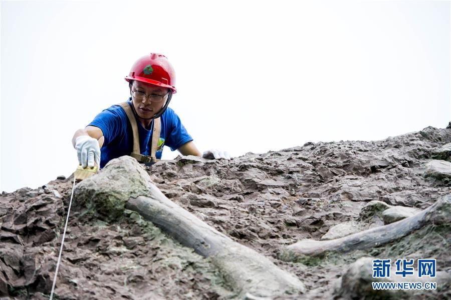 Fósseis de dinossauro descobertos em Chongqing são de “importância mundial”, dizem paleontologistas chineses