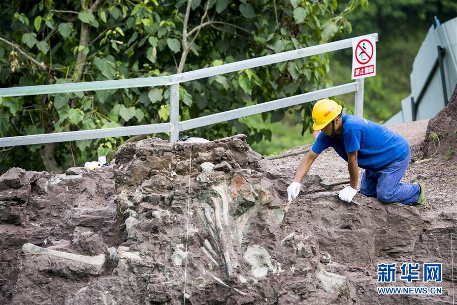 Fósseis de dinossauro descobertos em Chongqing são de “importância mundial”, dizem paleontologistas chineses