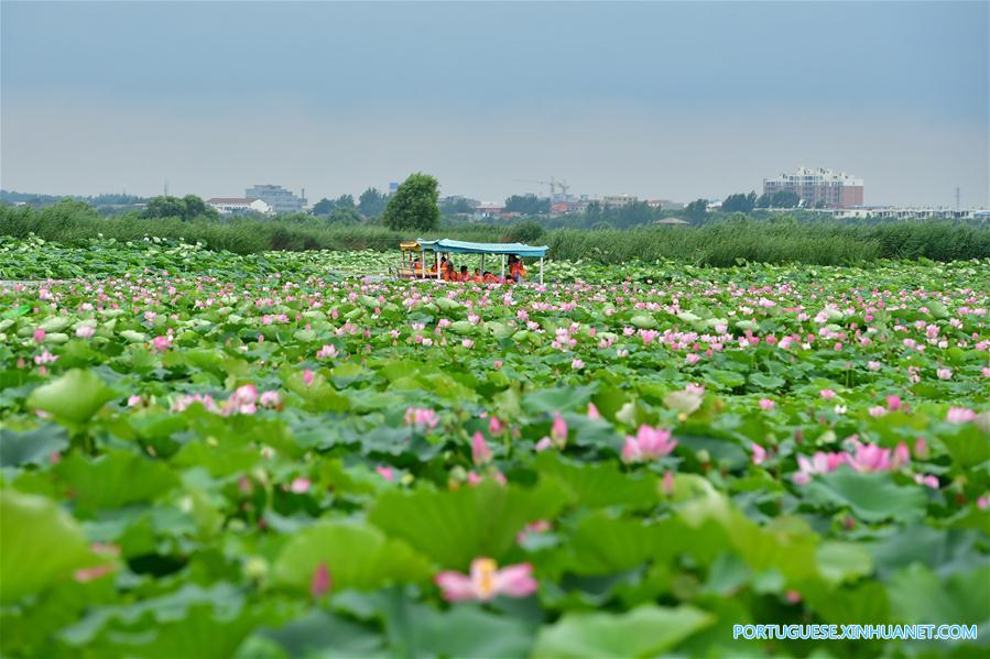 Flores de lótus no lago Longhu em Henan