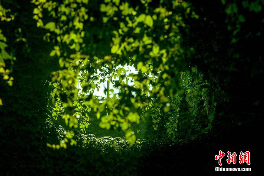 Ponte verde: um cenário idílico no meio da azáfama de Chengdu