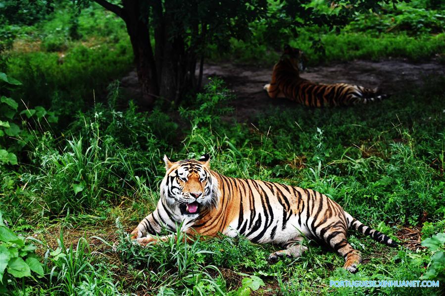 Vida de tigres siberianos no Parque do Tigre Siberiano no nordeste da China