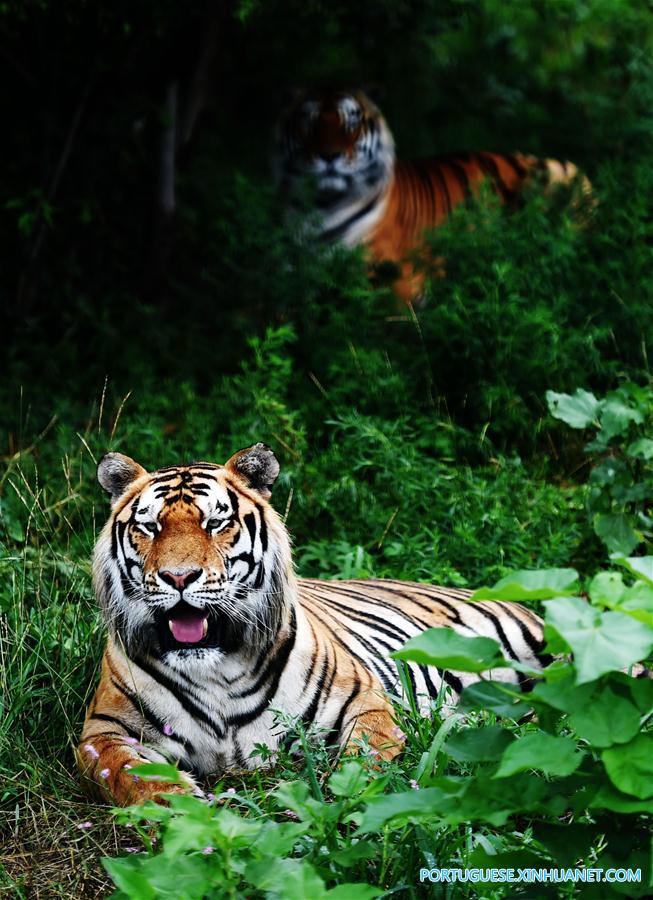Vida de tigres siberianos no Parque do Tigre Siberiano no nordeste da China