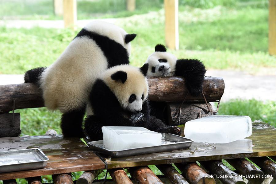 Zoológicos da China tomam medidas para refrescar animais durante calor intenso