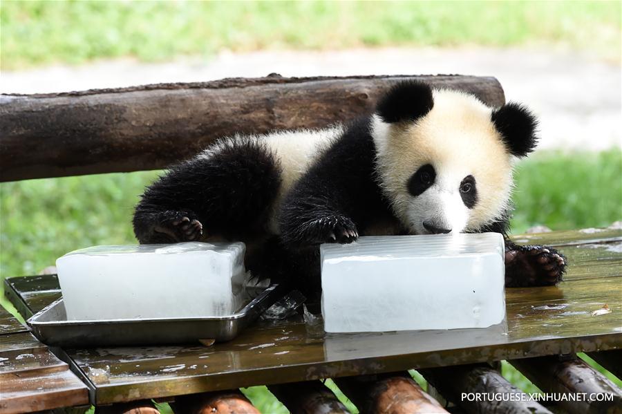 Zoológicos da China tomam medidas para refrescar animais durante calor intenso