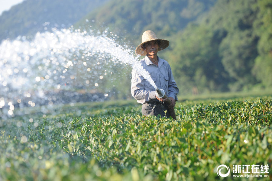 Temperaturas altas afetam safra de chá Longjing no leste da China