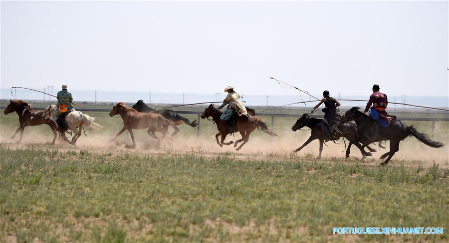 Esforços para proteger cultura de criação de cavalos na Mongólia Interior