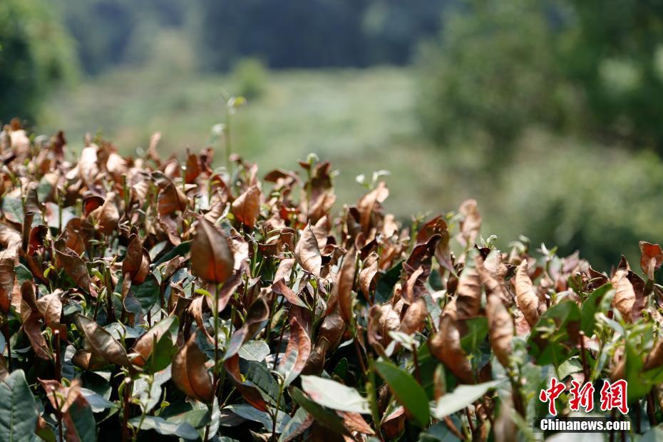 Onda de calor destrói colheitas de chá no leste da China