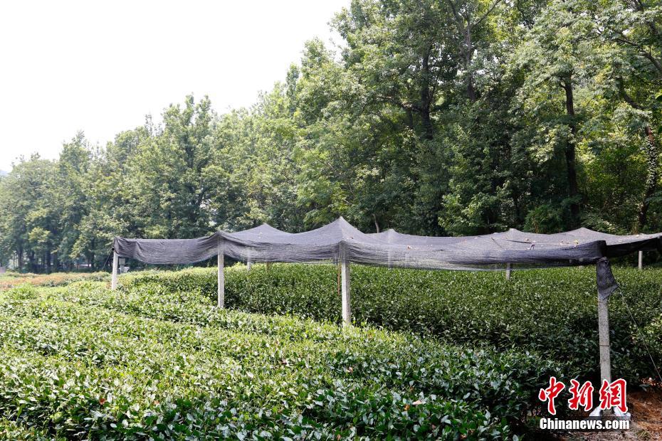 Onda de calor destrói colheitas de chá no leste da China