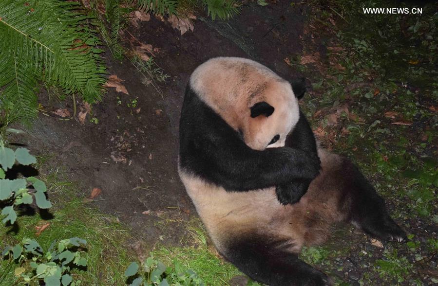 Nasce primeiro filhote de panda gigante de progenitores em estado selvagem e em cativeiro