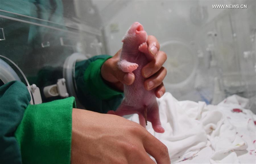 Nasce primeiro filhote de panda gigante de progenitores em estado selvagem e em cativeiro
