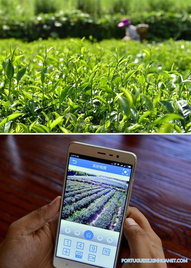 Sistema de câmeras de vigilância ajuda a monitorar plantação de chá em Hubei