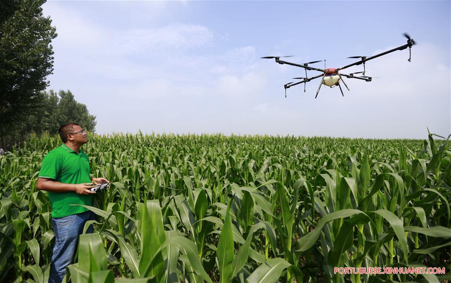 Plantação de milho é pulverizada por drones em Hebei