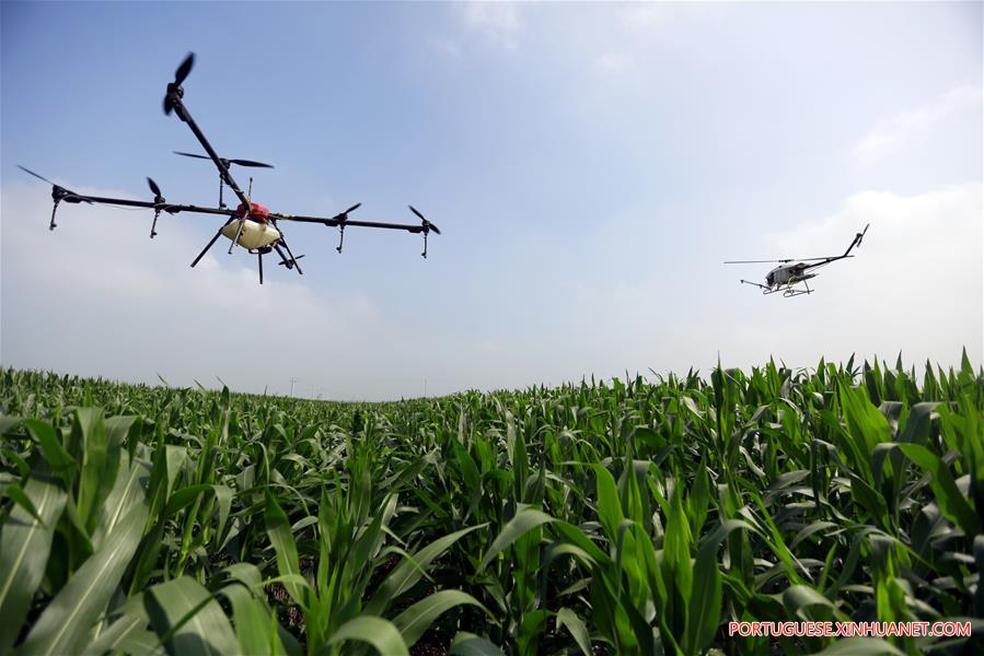 Plantação de milho é pulverizada por drones em Hebei