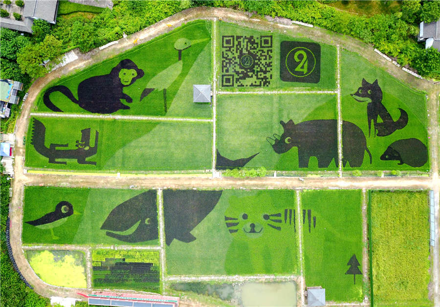 Campos de arroz em Hangzhou transformados em “jardim zoológico”