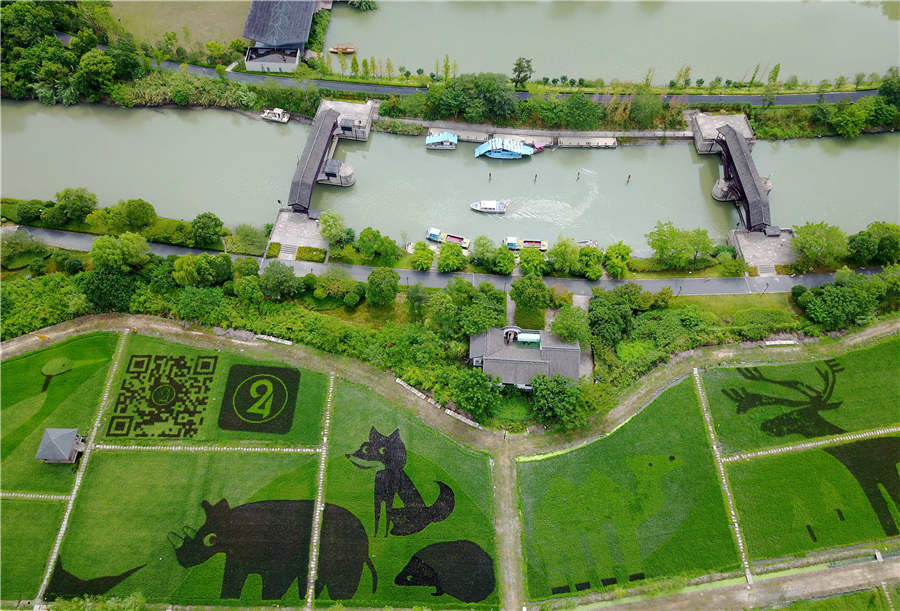 Campos de arroz em Hangzhou transformados em “jardim zoológico”