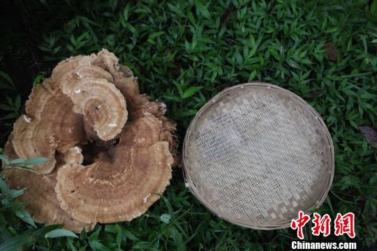 Cogumelo gigante é descoberto no sudoeste da China