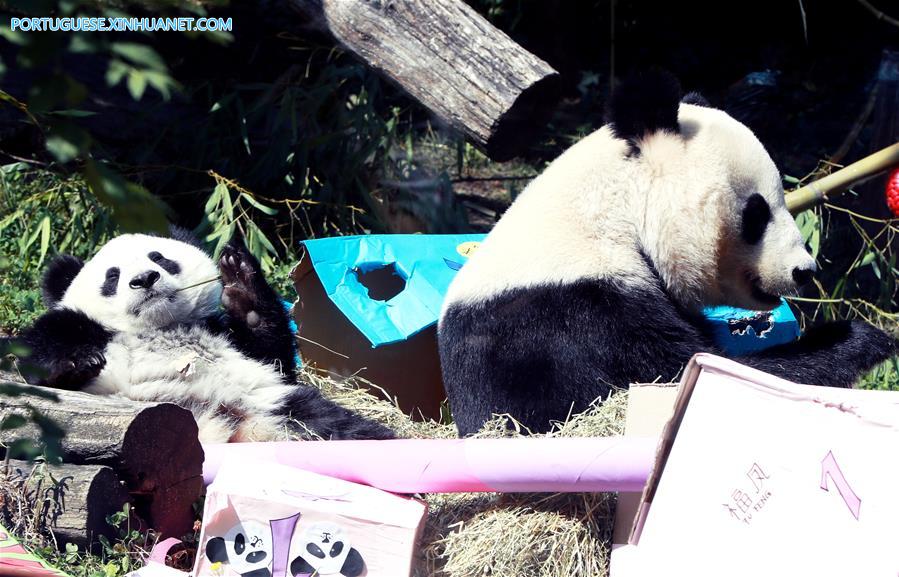Pandas gêmeos celebram primeiro aniversário no zoológico de Schoenbrunn
