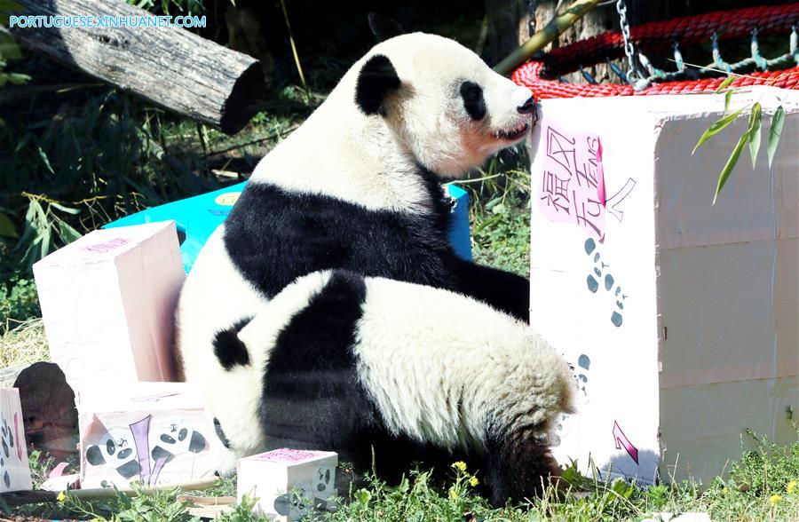 Pandas gêmeos celebram primeiro aniversário no zoológico de Schoenbrunn