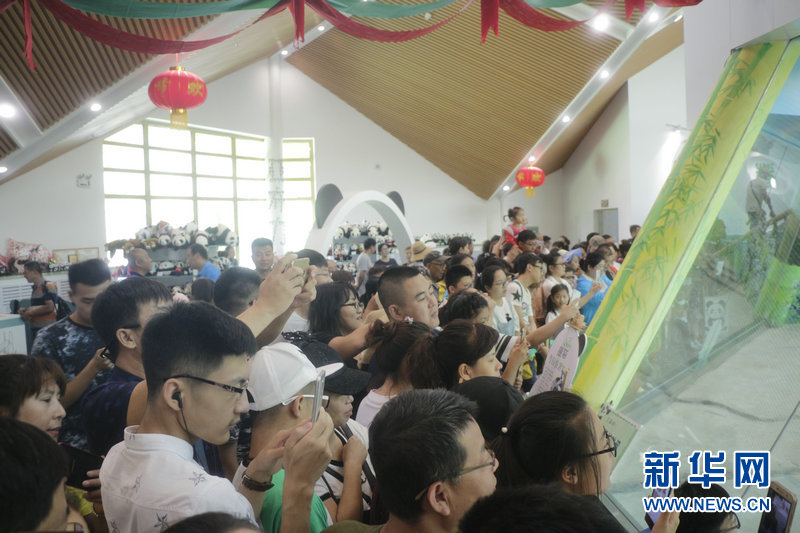 Panda no norte da China comemora 11 anos