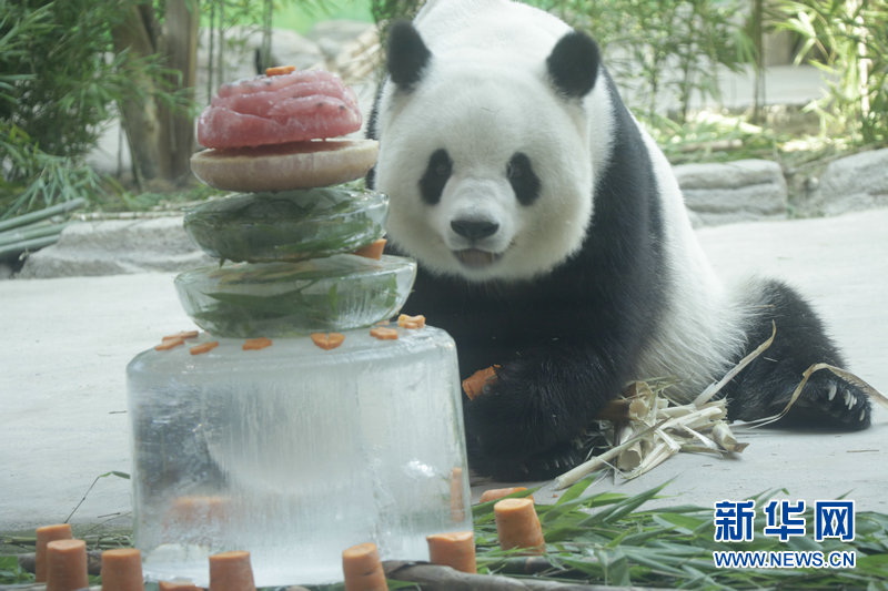 Panda no norte da China comemora 11 anos