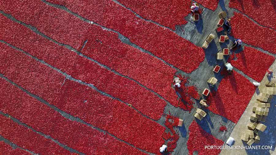 Aldeões secam tomates em Xinjiang, no noroeste da China
