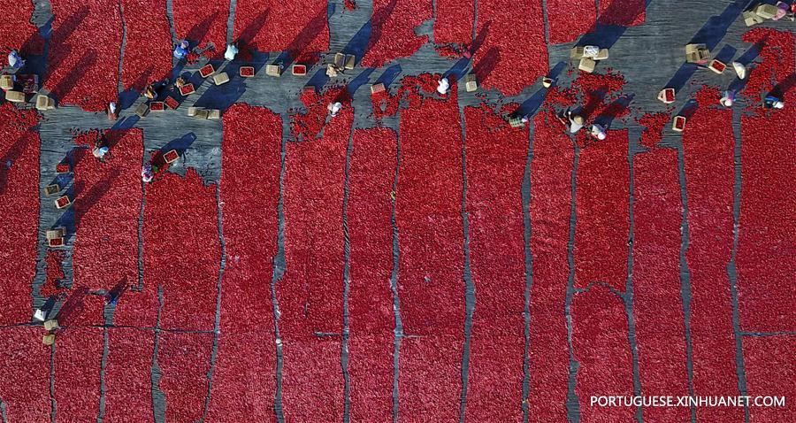Aldeões secam tomates em Xinjiang, no noroeste da China
