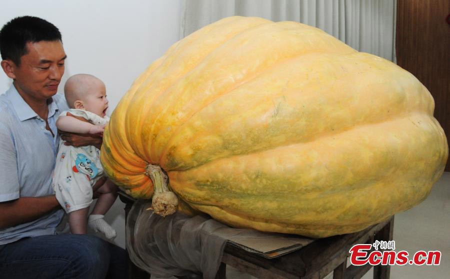 Abóboras gigantes em exibição em Anhui