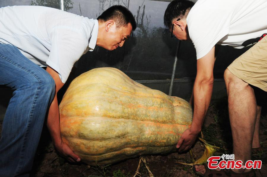Abóboras gigantes em exibição em Anhui