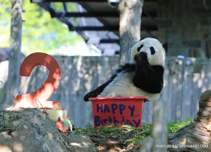 Panda-gigante Beibei celebra aniversário de 2 anos nos Estados Unidos