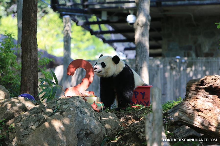 Panda-gigante Beibei celebra aniversário de 2 anos nos Estados Unidos