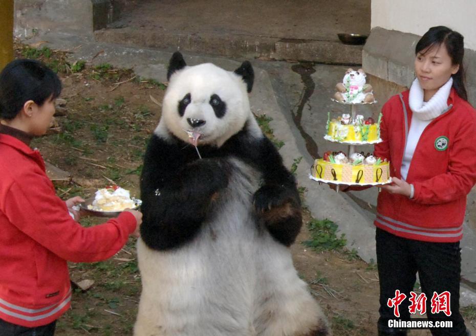Panda legendário Basi morre aos 37 anos